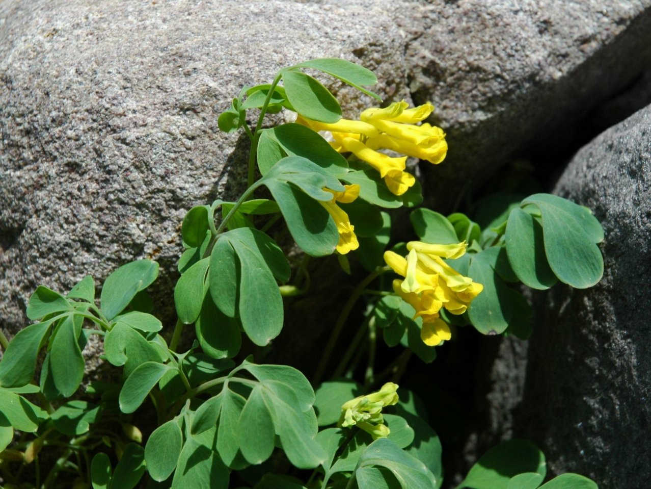 Corydalis lutea